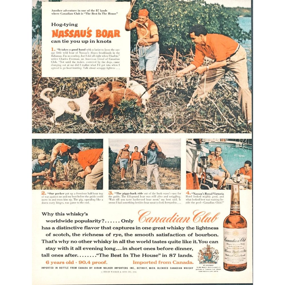1956 Canadian Club Rye Whiskey Vintage Print Ad Nassau Boar Hunt Royal Victoria